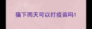 猫下雨天可以打疫苗吗