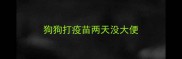 狗狗打疫苗两天没大便
