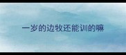 一岁的边牧还能训的嘛