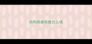 狗狗喝葡萄糖怎么喝