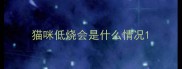猫咪低烧会是什么情况