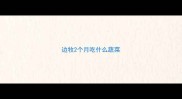 边牧2个月吃什么蔬菜