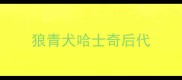 狼青犬哈士奇后代