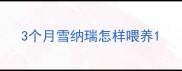 3个月雪纳瑞怎样喂养