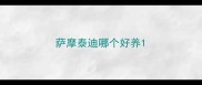 萨摩泰迪哪个好养
