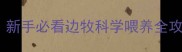边牧一天喂多少狗粮新手必看边牧科学喂养全攻略附超全喂食指南