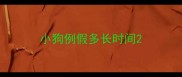 小狗例假多长时间
