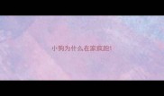 小狗为什么在家疯跑