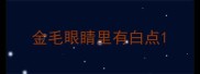 金毛眼睛里有白点