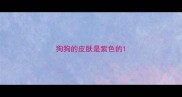 狗狗的皮肤是紫色的