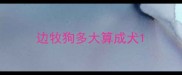 边牧狗多大算成犬