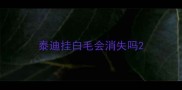 泰迪挂白毛会消失吗