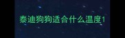 泰迪狗狗适合什么温度