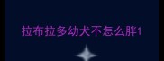 拉布拉多幼犬不怎么胖