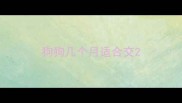 狗狗几个月适合交