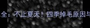 边境牧羊犬掉毛全不止夏天四季掉毛原因与科学护理指南