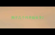 狗子几个月开始长牙