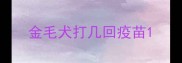 金毛犬打几回疫苗