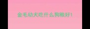 金毛幼犬吃什么狗粮好