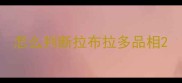 怎么判断拉布拉多品相