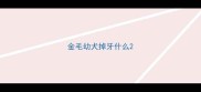 金毛幼犬掉牙什么