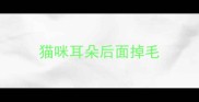 猫咪耳朵后面掉毛