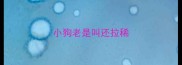 小狗老是叫还拉稀