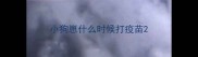小狗崽什么时候打疫苗
