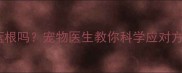 狗狗上火能喝板蓝根吗宠物医生教你科学应对方法附急救清单