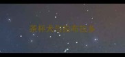 茶杯犬与拉布拉多