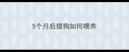 5个月后猎狗如何喂养