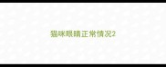 猫咪眼睛正常情况