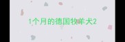 1个月的德国牧羊犬