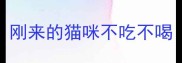 刚来的猫咪不吃不喝