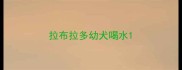 拉布拉多幼犬喝水