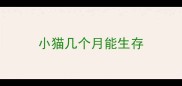 小猫几个月能生存