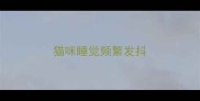 猫咪睡觉频繁发抖