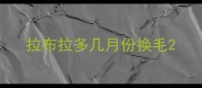 拉布拉多几月份换毛