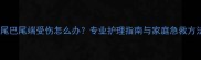 猫咪尾巴尾端受伤怎么办专业护理指南与家庭急救方法全