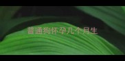 普通狗怀孕几个月生