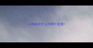 小狗幼犬什么时候打疫苗