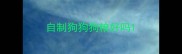 自制狗狗狗粮好吗