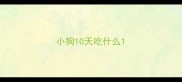 小狗10天吃什么