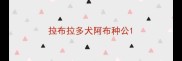 拉布拉多犬阿布种公
