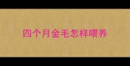 四个月金毛怎样喂养