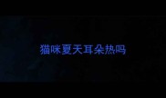 猫咪夏天耳朵热吗