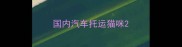 国内汽车托运猫咪