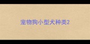 宠物狗小型犬种类