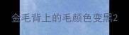 金毛背上的毛颜色变黑