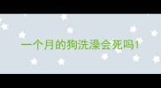 一个月的狗洗澡会死吗